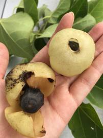 Fotografia da espécie Hernandia nymphaeifolia