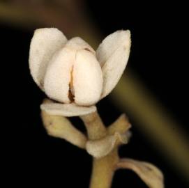 Fotografia da espécie Hernandia nymphaeifolia