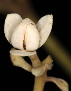 Fotografia 10 da espécie Hernandia nymphaeifolia no Jardim Botânico UTAD