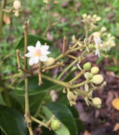 Fotografia da espécie Hernandia nymphaeifolia