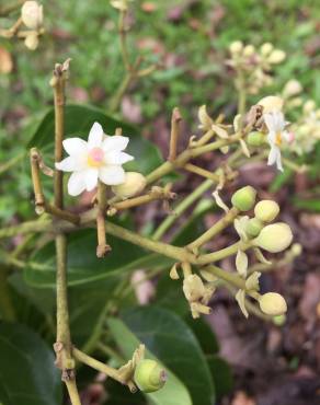 Fotografia 11 da espécie Hernandia nymphaeifolia no Jardim Botânico UTAD