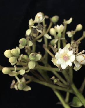 Fotografia 12 da espécie Hernandia nymphaeifolia no Jardim Botânico UTAD