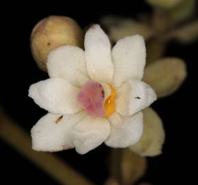 Fotografia da espécie Hernandia nymphaeifolia