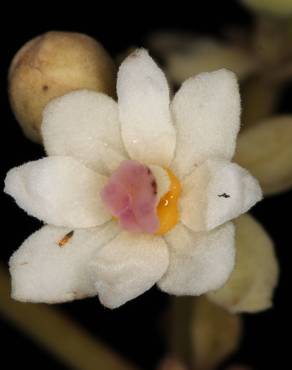 Fotografia 13 da espécie Hernandia nymphaeifolia no Jardim Botânico UTAD