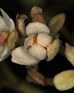 Fotografia 14 da espécie Hernandia nymphaeifolia no Jardim Botânico UTAD