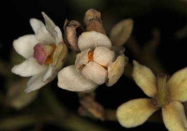 Fotografia da espécie Hernandia nymphaeifolia