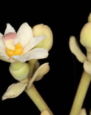 Fotografia 16 da espécie Hernandia nymphaeifolia no Jardim Botânico UTAD