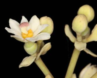 Fotografia da espécie Hernandia nymphaeifolia