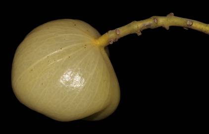 Fotografia da espécie Hernandia nymphaeifolia