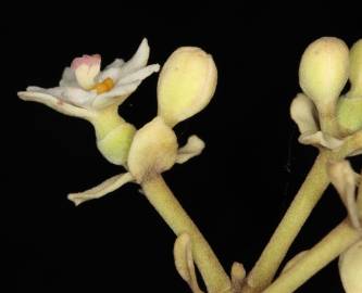 Fotografia da espécie Hernandia nymphaeifolia