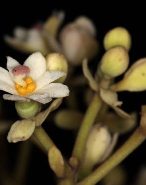 Fotografia 19 da espécie Hernandia nymphaeifolia no Jardim Botânico UTAD