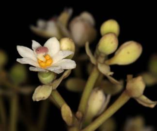 Fotografia da espécie Hernandia nymphaeifolia