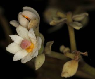 Fotografia da espécie Hernandia nymphaeifolia