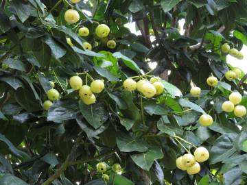 Fotografia da espécie Hernandia nymphaeifolia