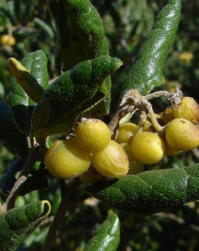 Fotografia de capa Peumus boldus - do Jardim Botânico