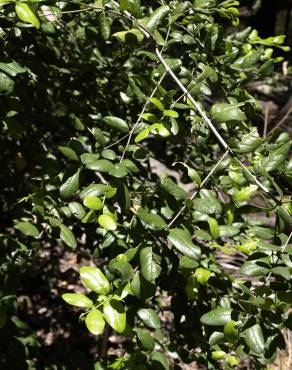 Fotografia 4 da espécie Peumus boldus no Jardim Botânico UTAD