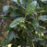 Fotografia 5 da espécie Peumus boldus do Jardim Botânico UTAD