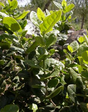 Fotografia 10 da espécie Peumus boldus no Jardim Botânico UTAD