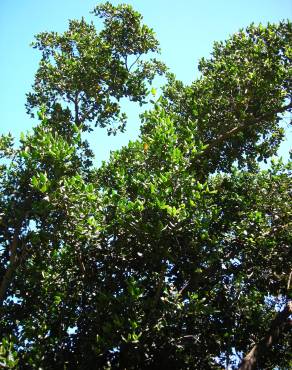 Fotografia 14 da espécie Peumus boldus no Jardim Botânico UTAD