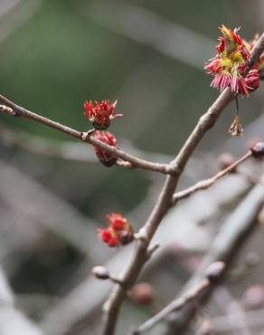 Fotografia 1 da espécie Euptelea polyandra no Jardim Botânico UTAD