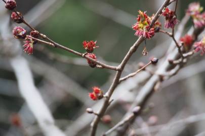 Fotografia da espécie Euptelea polyandra