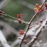 Fotografia 1 da espécie Euptelea polyandra do Jardim Botânico UTAD