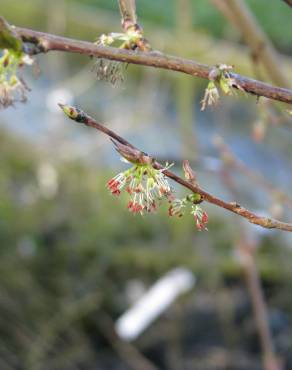 Fotografia 3 da espécie Euptelea polyandra no Jardim Botânico UTAD