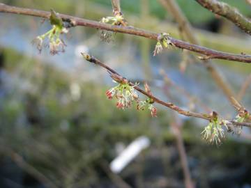 Fotografia da espécie Euptelea polyandra