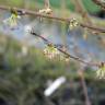 Fotografia 3 da espécie Euptelea polyandra do Jardim Botânico UTAD