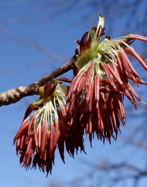 Fotografia 5 da espécie Euptelea polyandra no Jardim Botânico UTAD