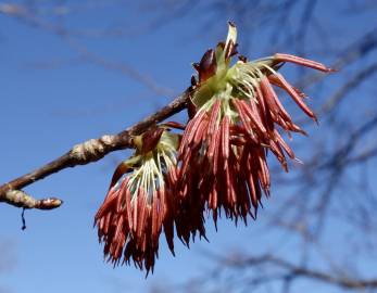 Fotografia da espécie Euptelea polyandra