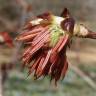 Fotografia 6 da espécie Euptelea polyandra do Jardim Botânico UTAD