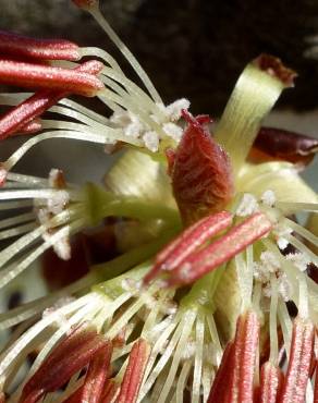 Fotografia 7 da espécie Euptelea polyandra no Jardim Botânico UTAD