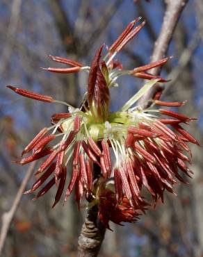 Fotografia 9 da espécie Euptelea polyandra no Jardim Botânico UTAD