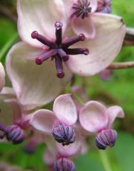 Akebia quinata
