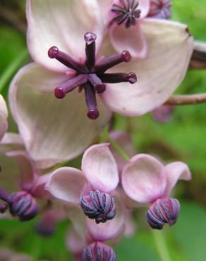 Fotografia 1 da espécie Akebia quinata no Jardim Botânico UTAD