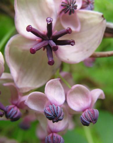 Fotografia de capa Akebia quinata - do Jardim Botânico