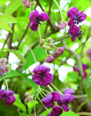 Fotografia 5 da espécie Akebia quinata no Jardim Botânico UTAD