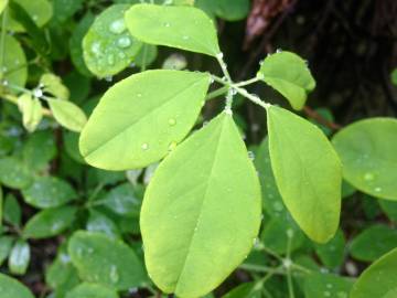 Fotografia da espécie Akebia quinata