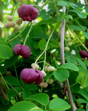 Fotografia 7 da espécie Akebia quinata no Jardim Botânico UTAD