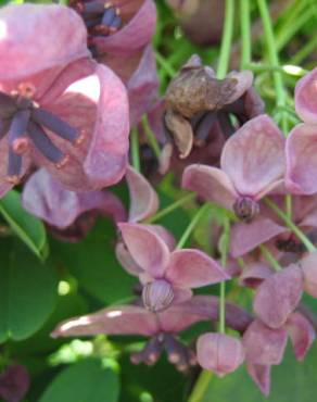 Fotografia 9 da espécie Akebia quinata no Jardim Botânico UTAD