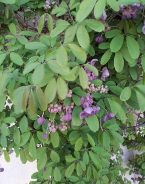 Fotografia 10 da espécie Akebia quinata no Jardim Botânico UTAD