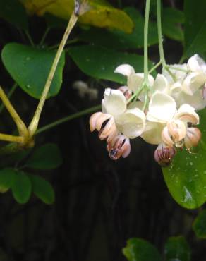 Fotografia 11 da espécie Akebia quinata no Jardim Botânico UTAD