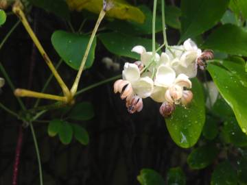 Fotografia da espécie Akebia quinata