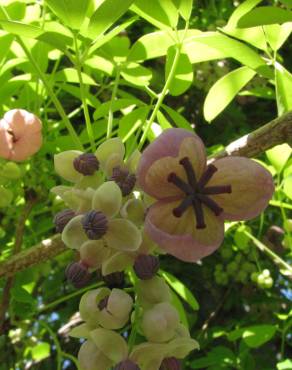 Fotografia 12 da espécie Akebia quinata no Jardim Botânico UTAD