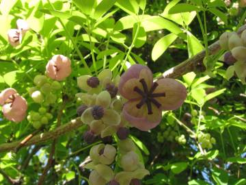 Fotografia da espécie Akebia quinata