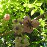 Fotografia 12 da espécie Akebia quinata do Jardim Botânico UTAD