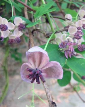 Fotografia 13 da espécie Akebia quinata no Jardim Botânico UTAD