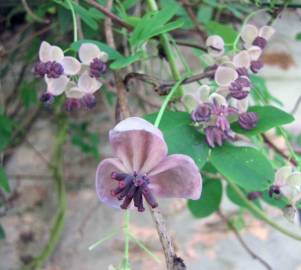 Fotografia da espécie Akebia quinata