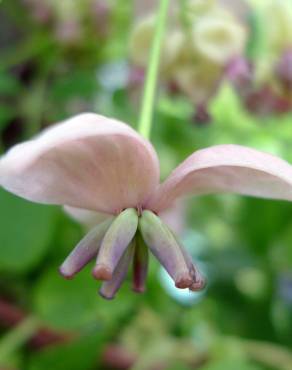 Fotografia 14 da espécie Akebia quinata no Jardim Botânico UTAD